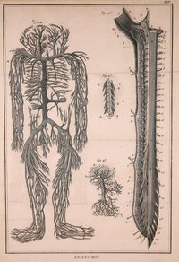 Anatomie, Tafel XIV